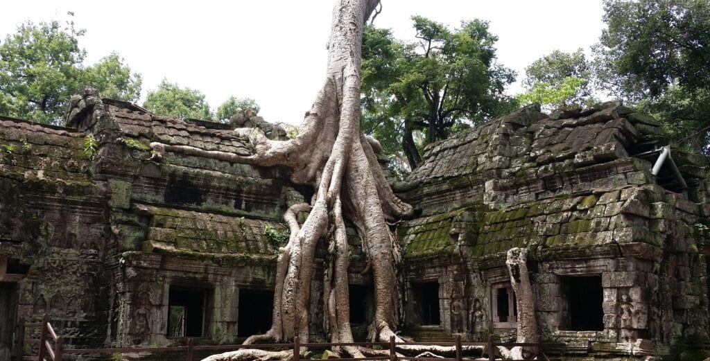 Tree roots on stone buildings at Ta Prohm in Cambodia