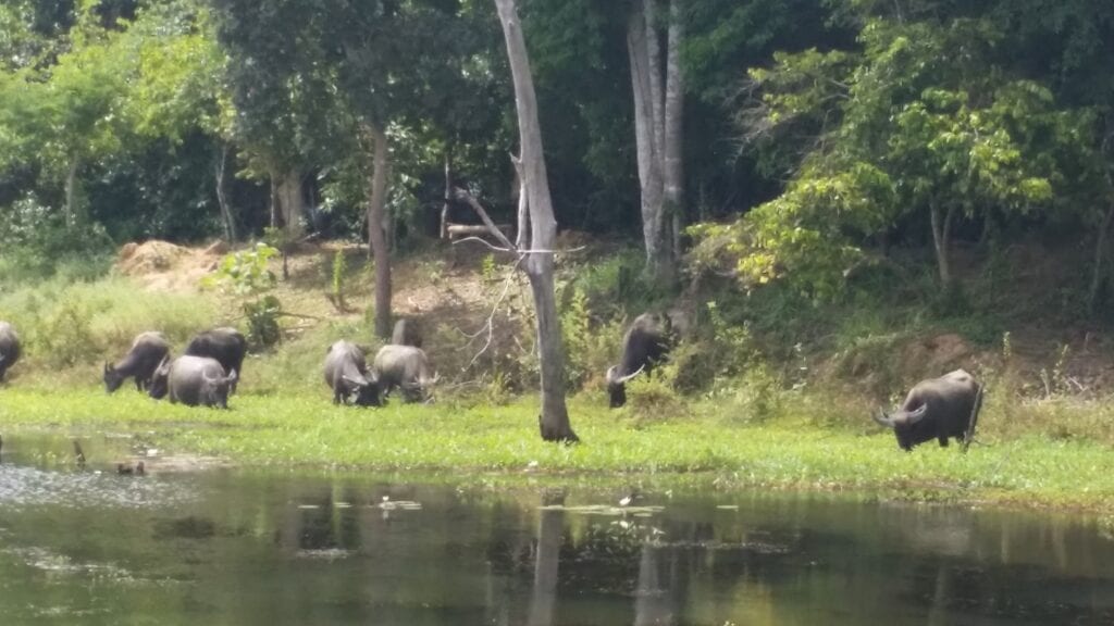 Water buffalo in Cambodia